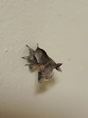 Apatelodidae