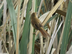 Limnoctites sulphuriferus