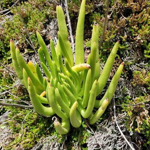 Dudleya viscida