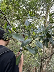 Garcinia multiflora, photograph (c) Bella Lin, some rights reserved (CC BY)