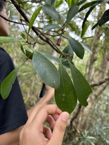 Garcinia multiflora, photograph 4