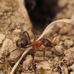 Formica sanguinea