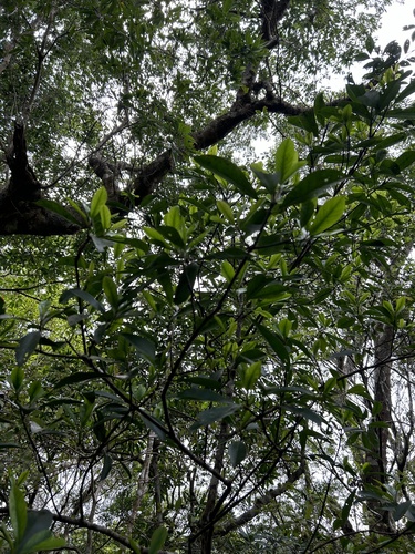 Garcinia multiflora, photograph 5