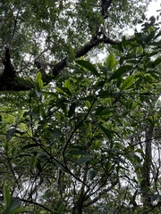 Garcinia multiflora, photograph (c) Bella Lin, some rights reserved (CC BY)