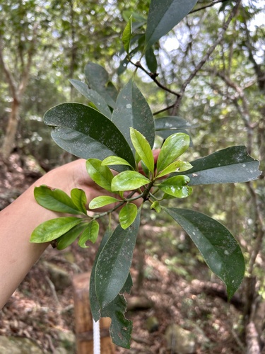 Garcinia multiflora, photograph 6