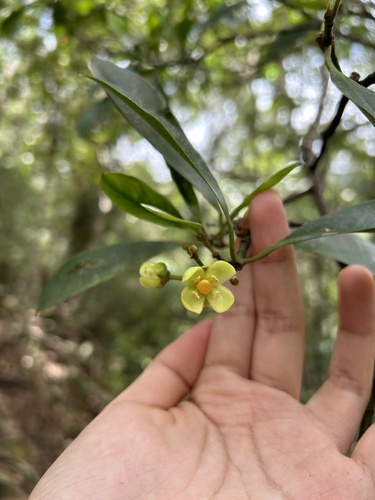 Garcinia multiflora, photograph 2