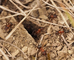Formica sanguinea
