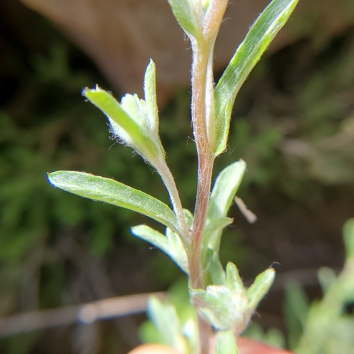 Image of Logfia filaginoides by no rights reserved