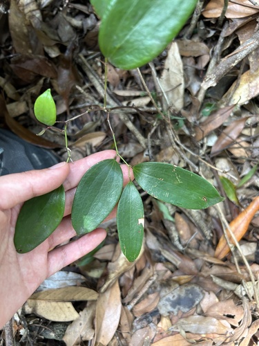 Smilax corbularia (Smilax corbularia)