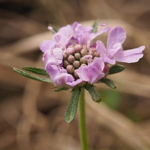 Small Scabious