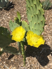 Opuntia gomei