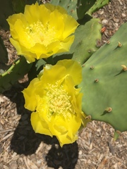 Opuntia gomei