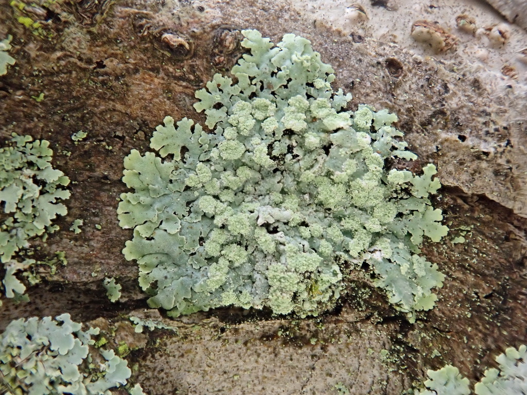 Physcia poncinsii