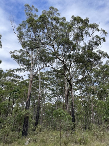 Eucalyptus pyrocarpa