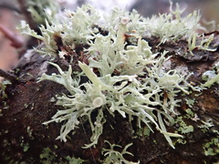 Ramalina glaucescens