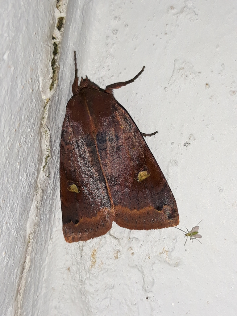 Chabuata major