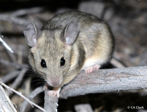Desert Woodrat