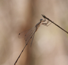 Lestes tenuatus