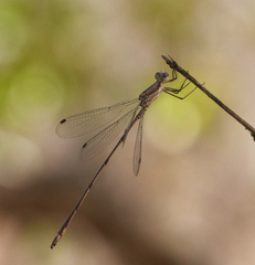 Lestes tenuatus