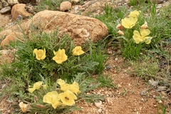 Oenothera primiveris