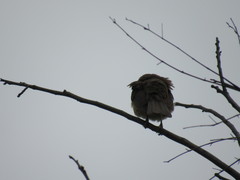 Turdus grayi