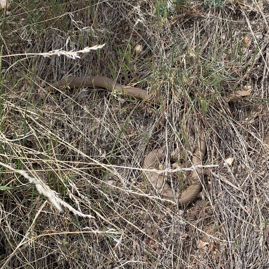 Western Yellow-bellied Racer from Dutch John, UT, US on April 29, 2024 ...