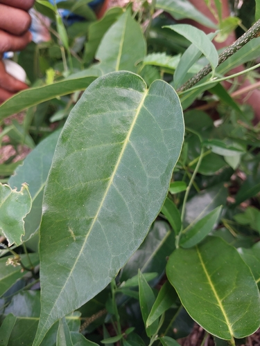 Baphia capparidifolia, 2024-04-26