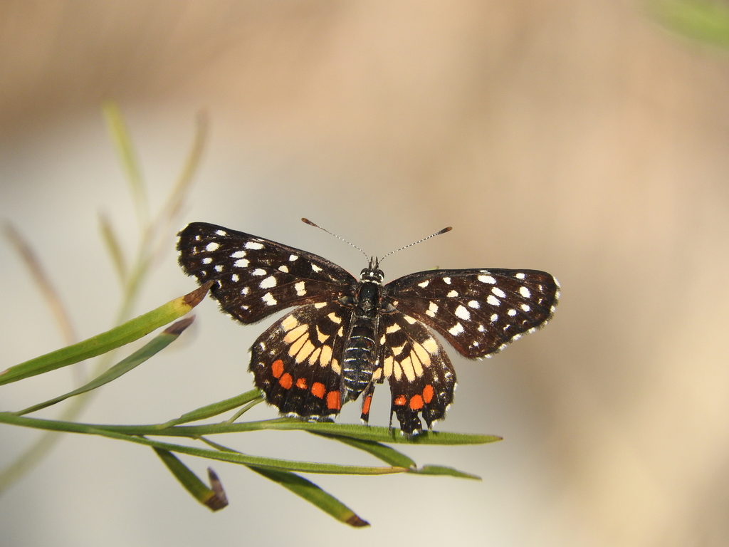 Red-spotted Patch