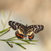 Red-spotted Patch - Photo (c) Carlos G Velazco-Macias, some rights reserved (CC BY-NC), uploaded by Carlos G Velazco-Macias