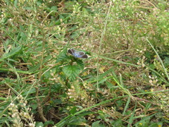 Lepidoptera