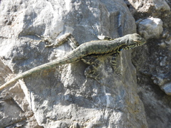 Sceloporus couchii