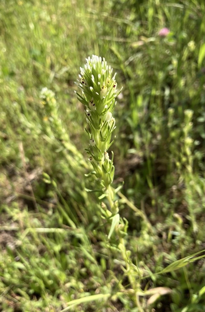 valley tassels from Auburn State Recreation Area, Auburn, CA, US on May 6, 2024 at 1014 AM by