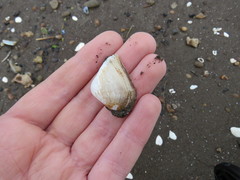 Erodona mactroides