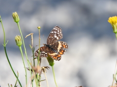 Chlosyne endeis pardelina
