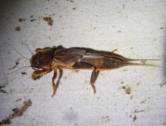 Neocurtilla hexadactyla