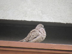 Columbina inca