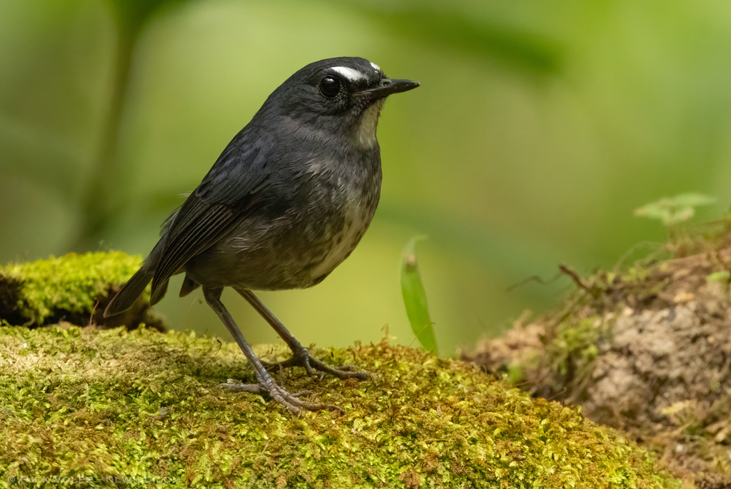 Lesser Shortwing photo