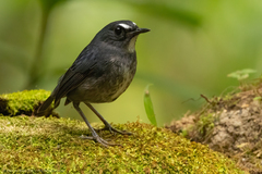 Lesser Shortwing photo 1
