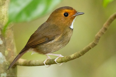 Rufous-Browed Flycatcher photo 1