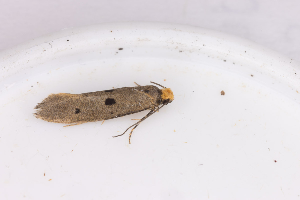 Bird's-nest Moth