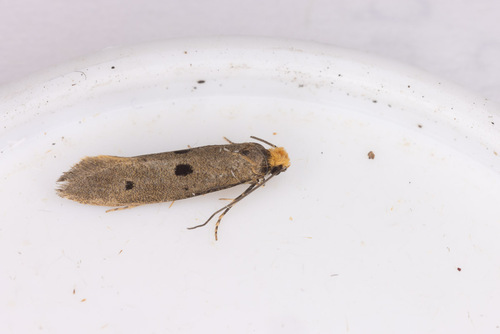 Bird's-nest Moth