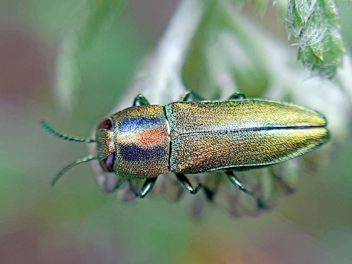 axentia Borraccia in acciaio inox, colore argento, circa 1 litro