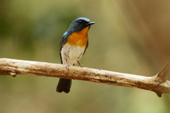 Cyornis sumatrensis
