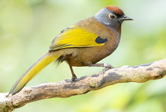 Malayan Laughingthrush photo 2