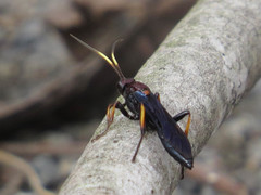 Ichneumon centrator