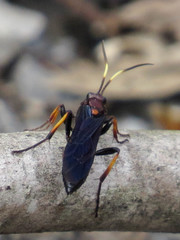 Ichneumon centrator