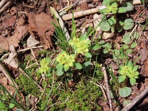Image of Big-Leaf Golden Saxifrage (Chrysosplenium macrostemon) by (c) Marco Mussita, some rights reserved (CC BY)