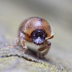 Trypodendron signatum