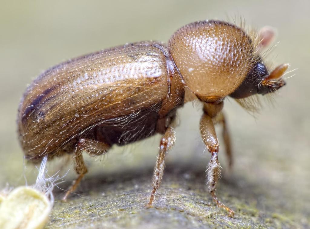Trypodendron