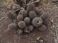 Mammillaria sheldonii
